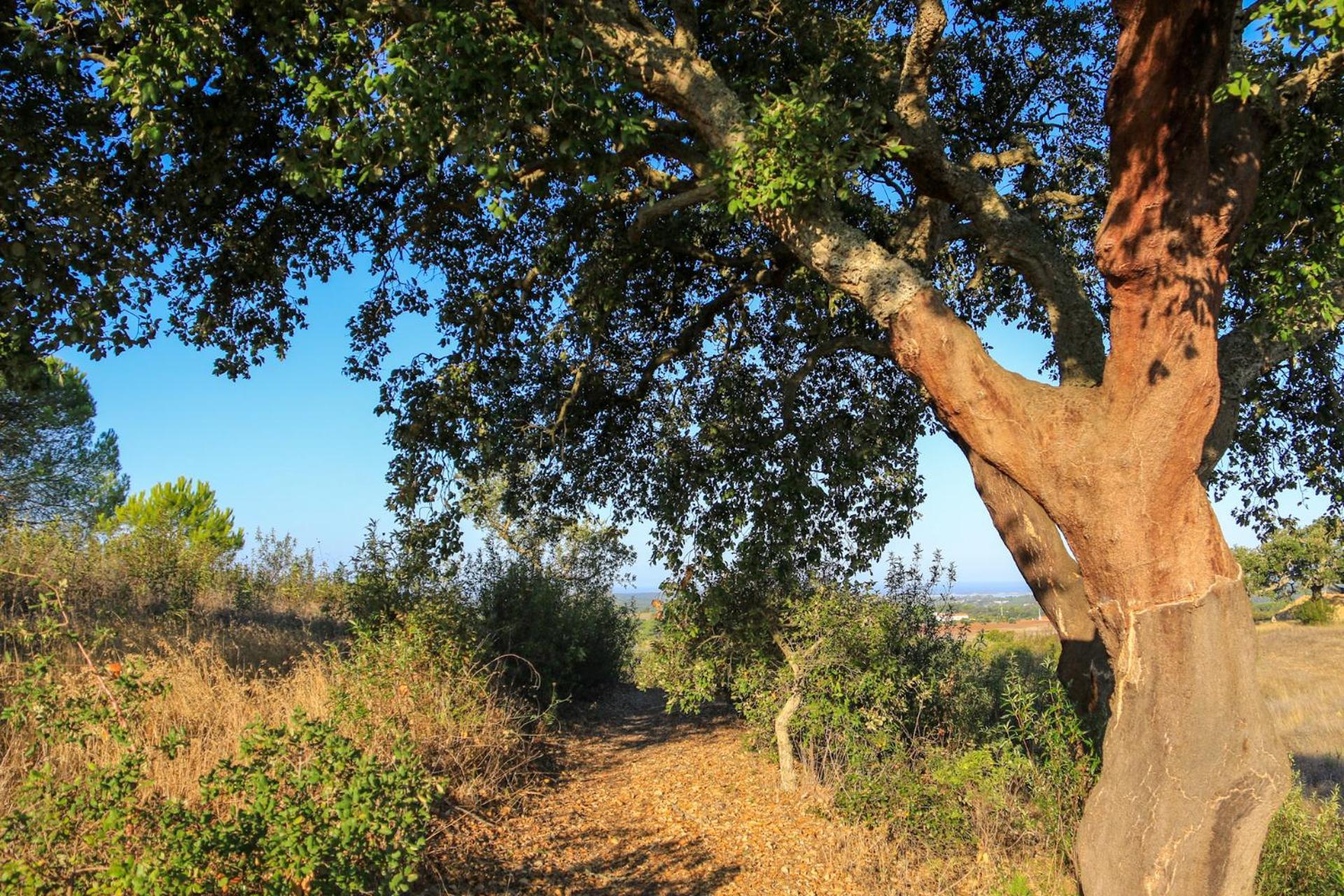 Pensjonat Monte Sardinha Santiago do Cacém Zewnętrze zdjęcie
